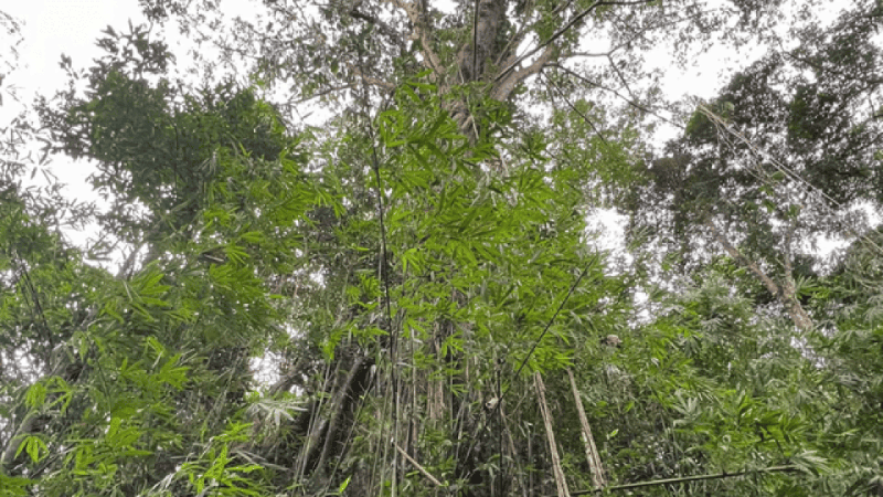 Trekking Chu Yang Sin National Park in a day (4)